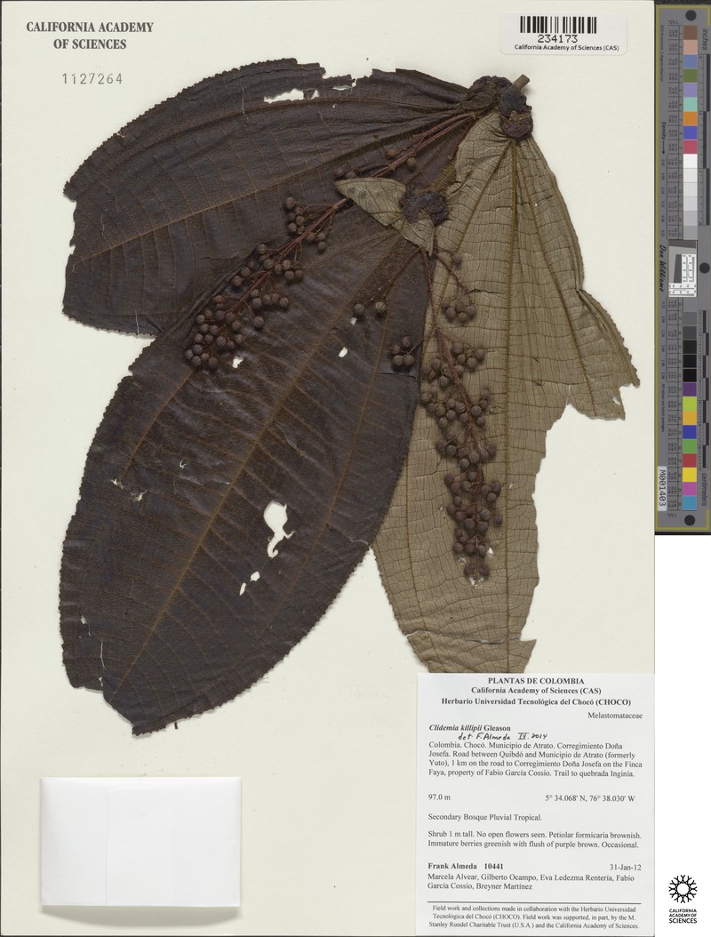 Miconia ellsworthii photo 2
