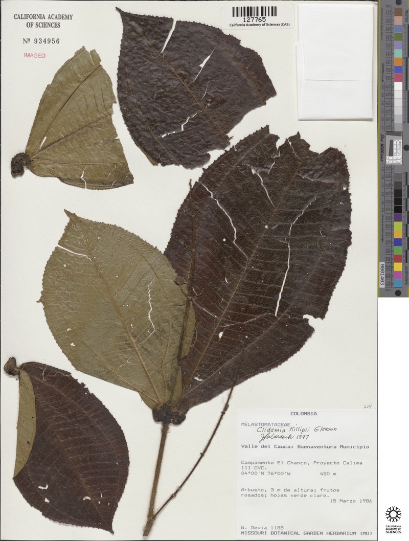Miconia ellsworthii photo 3