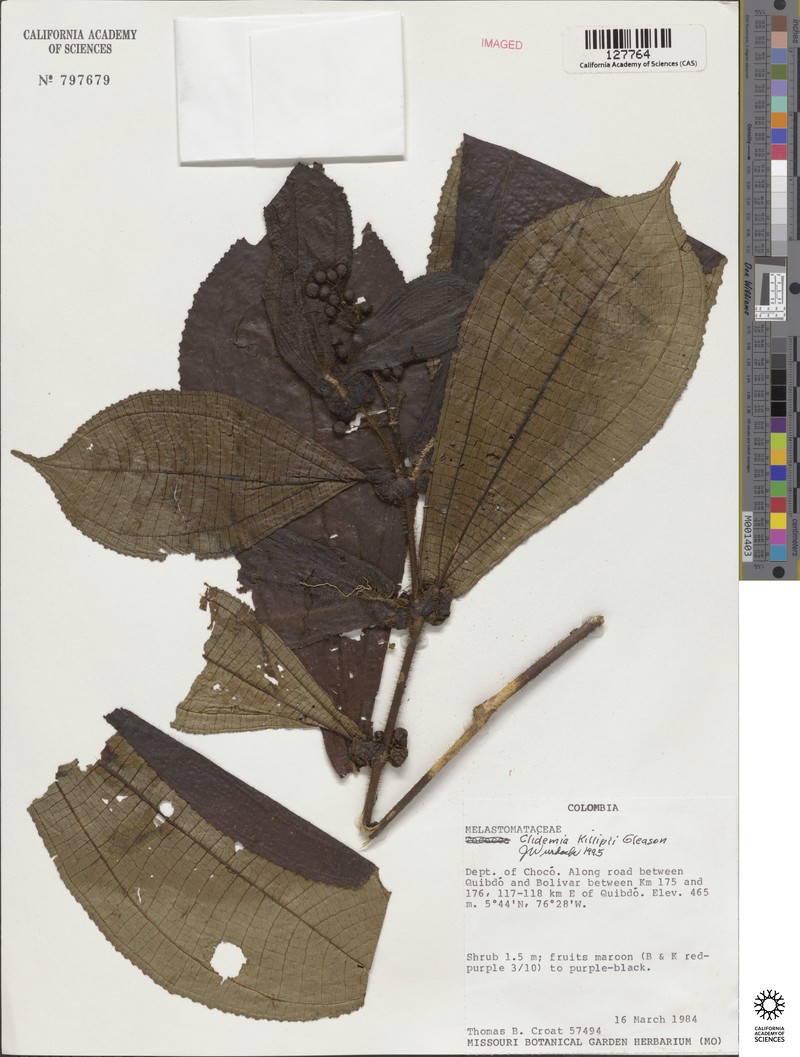 Miconia ellsworthii photo 4