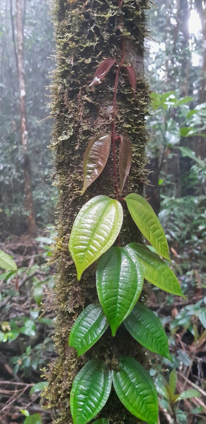 Miconia epibaterium