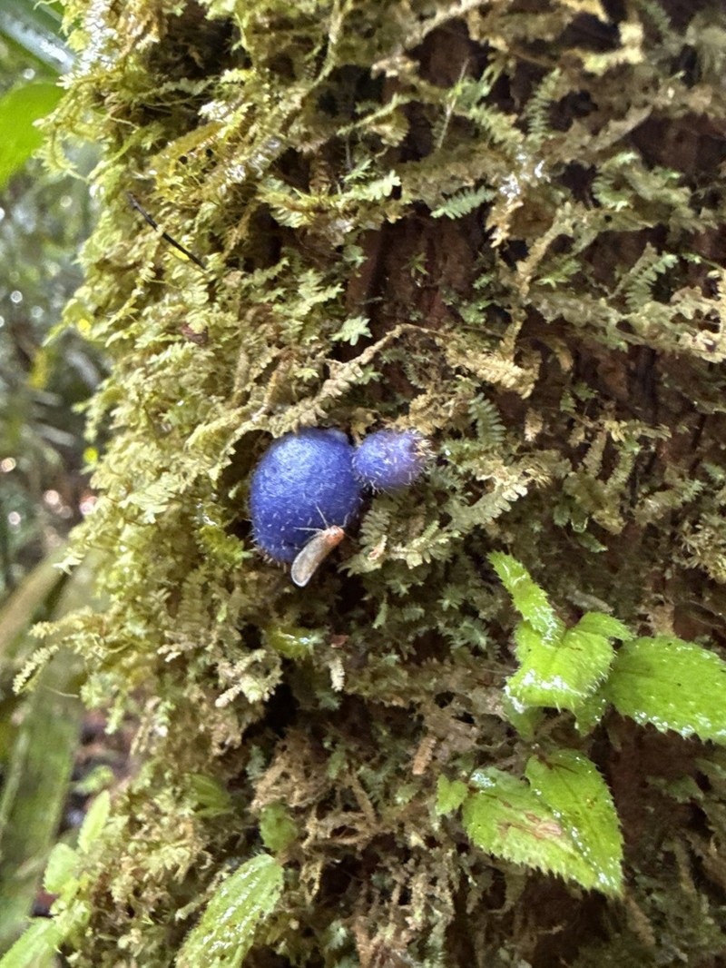Miconia epibaterium photo 2