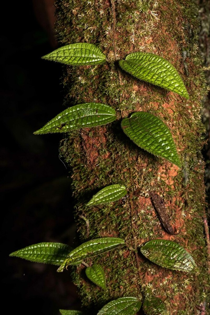 Miconia epibaterium photo 3
