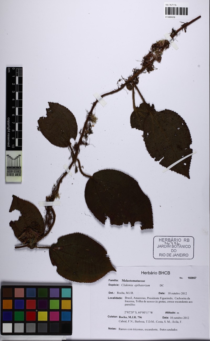 Miconia epibaterium photo 4