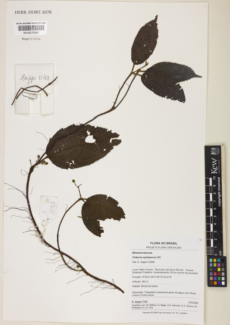 Miconia epibaterium photo 5