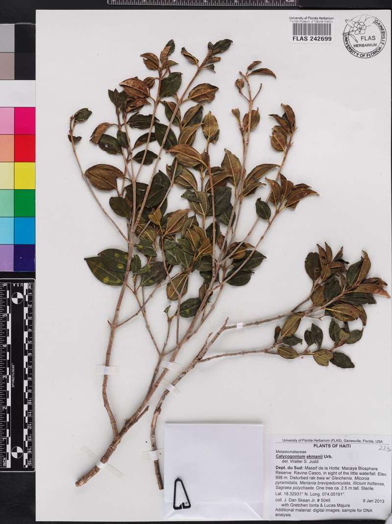 Miconia erikmaniana