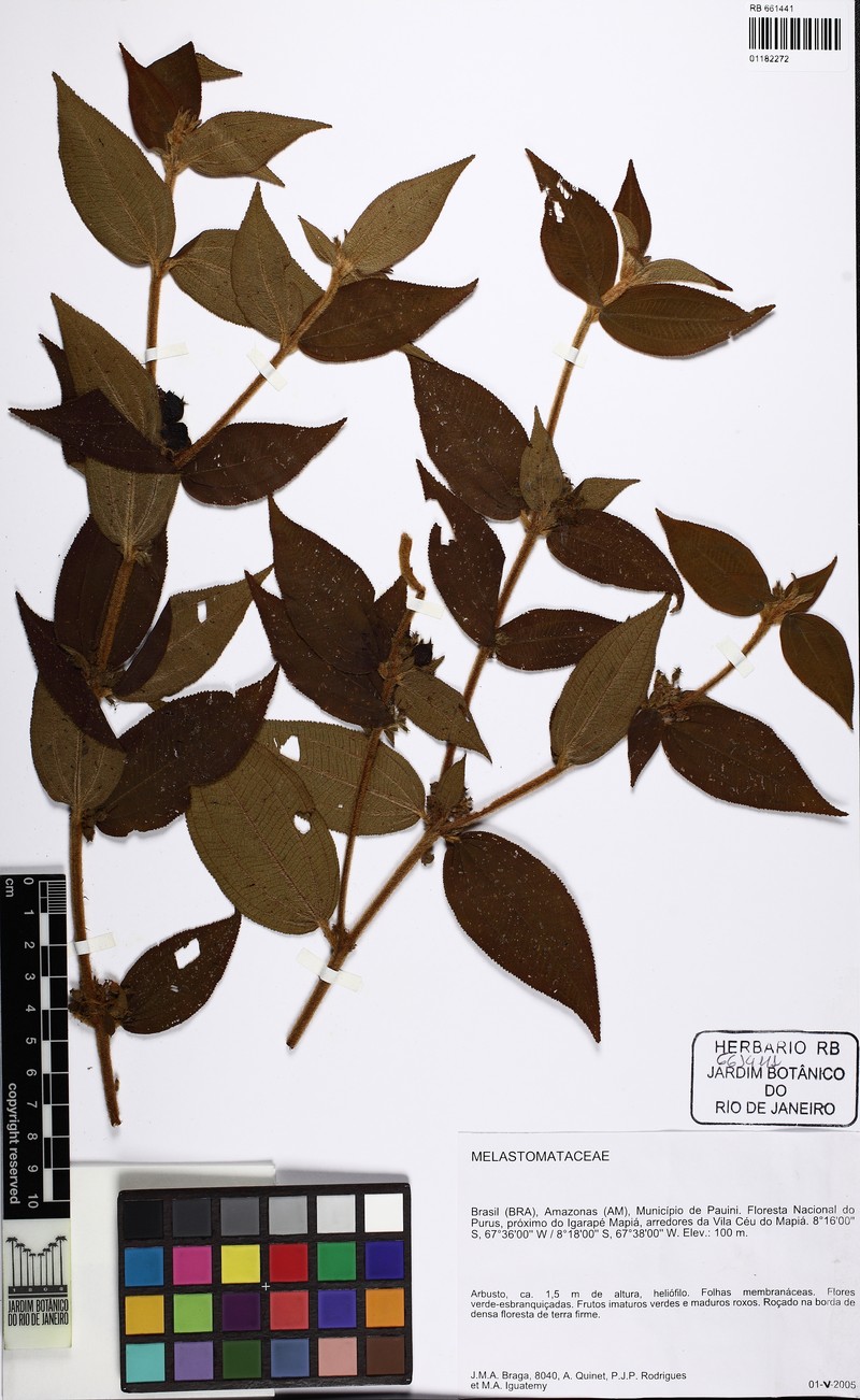 Miconia ernstulei photo 2