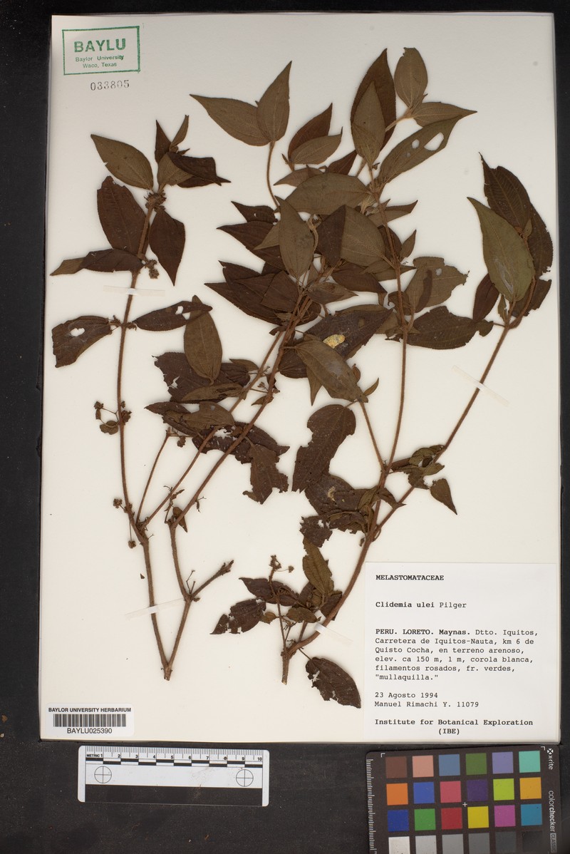 Miconia ernstulei photo 3