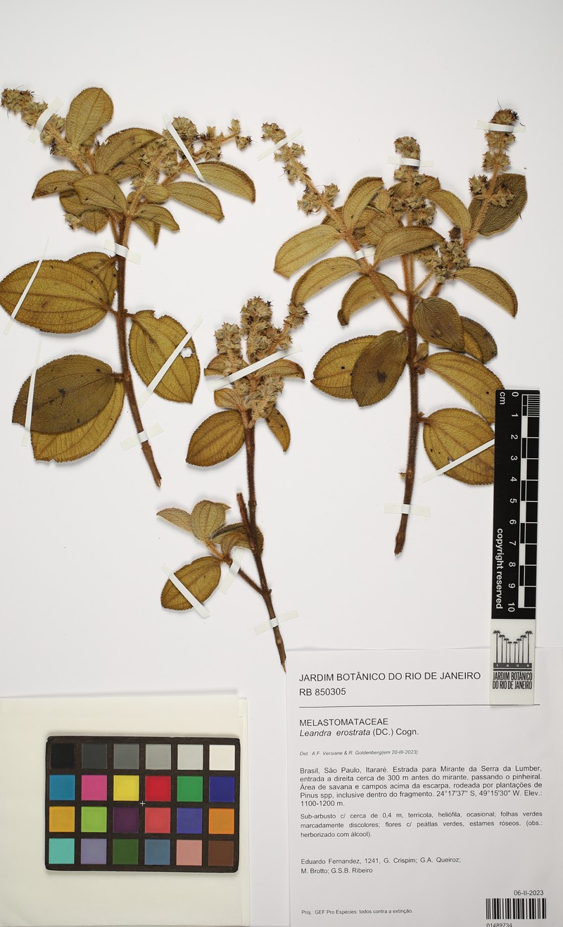 Miconia erostrata