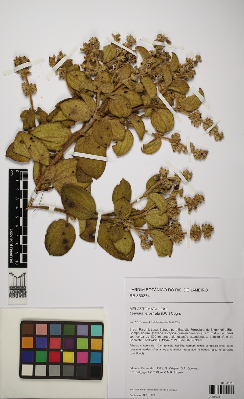 Miconia erostrata photo 2