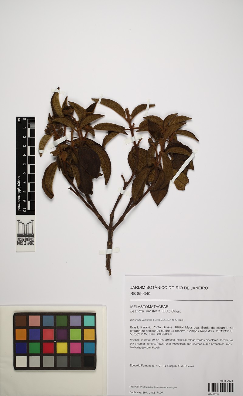 Miconia erostrata photo 3