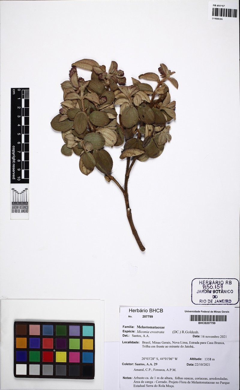 Miconia erostrata photo 4