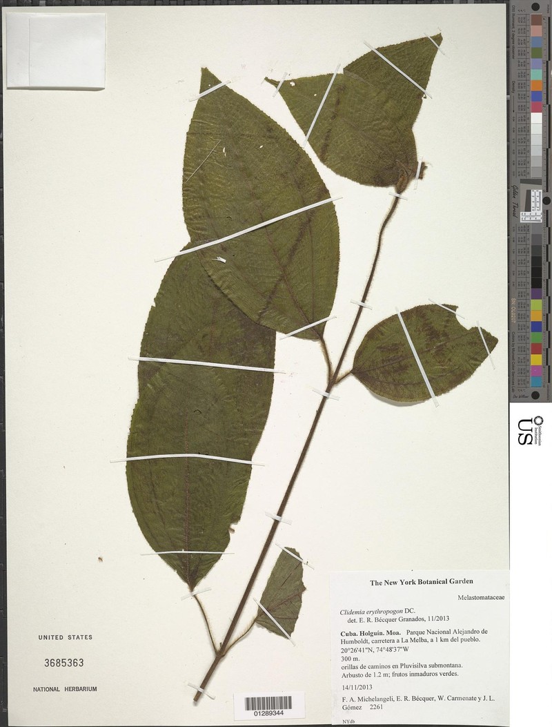 Miconia erythropogon