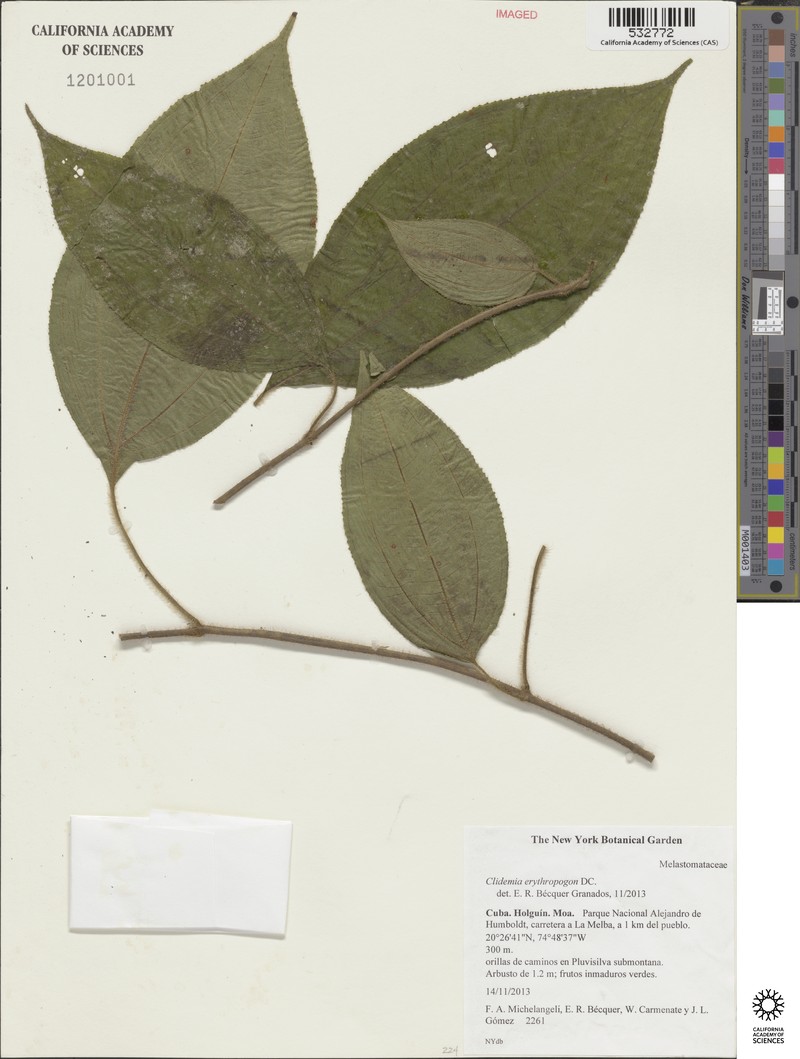 Miconia erythropogon photo 2