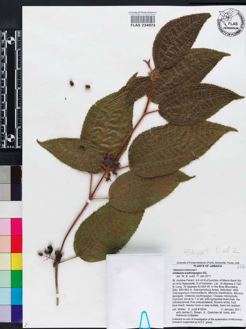 Miconia erythropogon photo 3