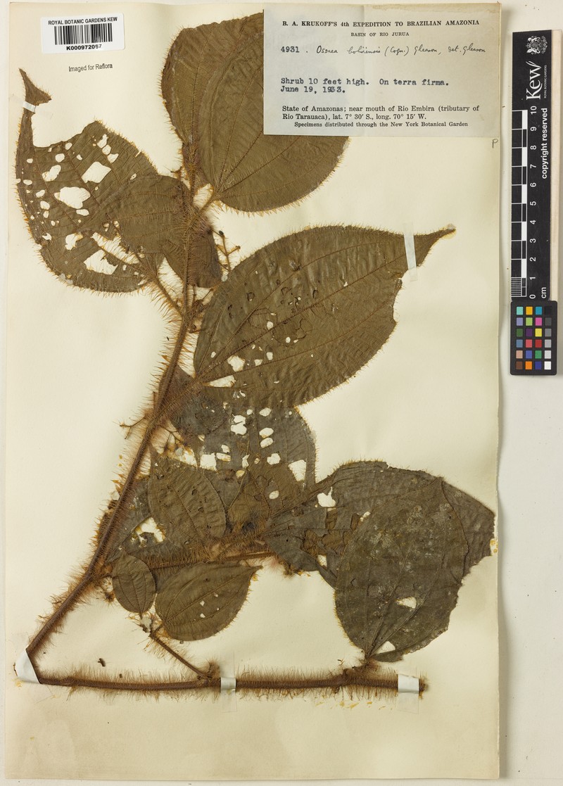 Miconia euphorbioides