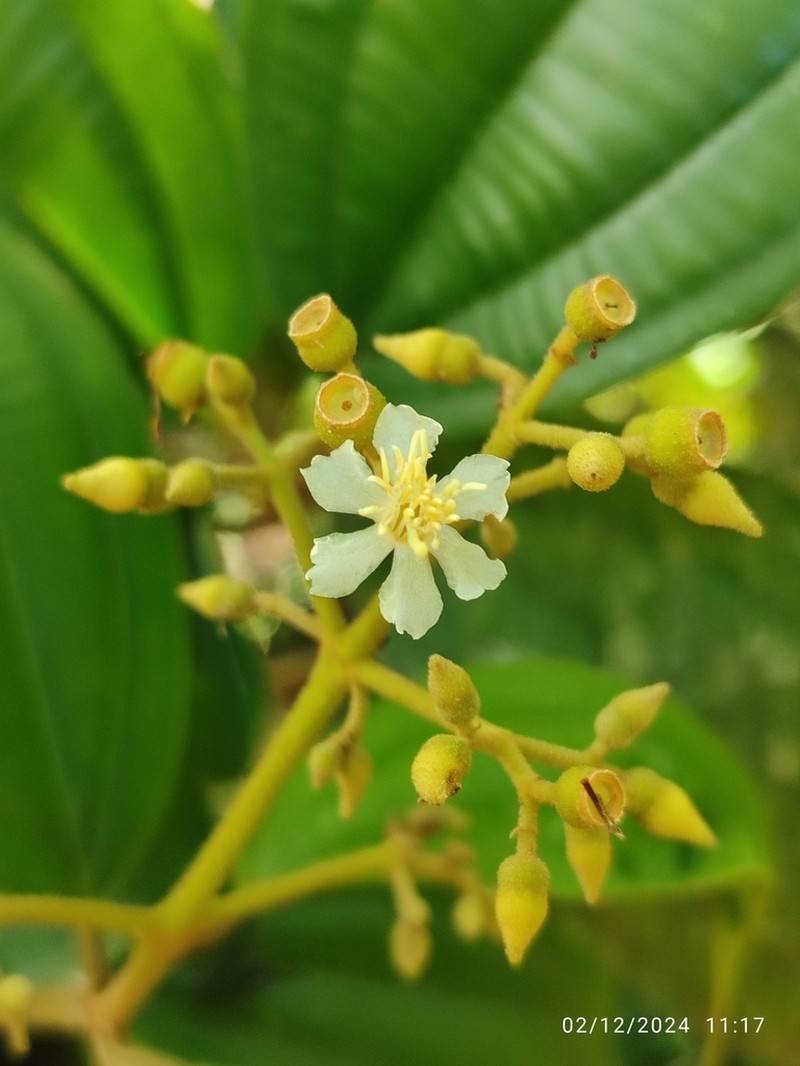 Miconia extinctoria