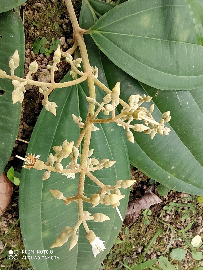 Miconia extinctoria photo 2