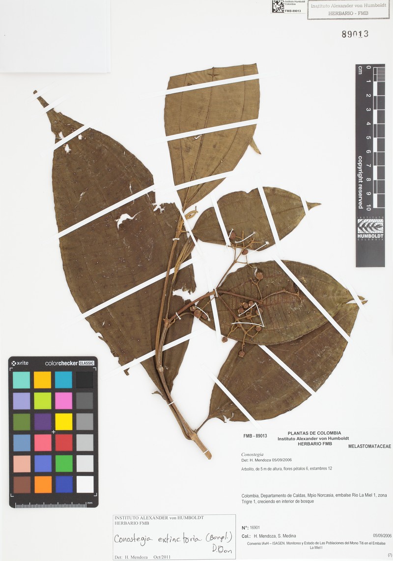 Miconia extinctoria photo 3