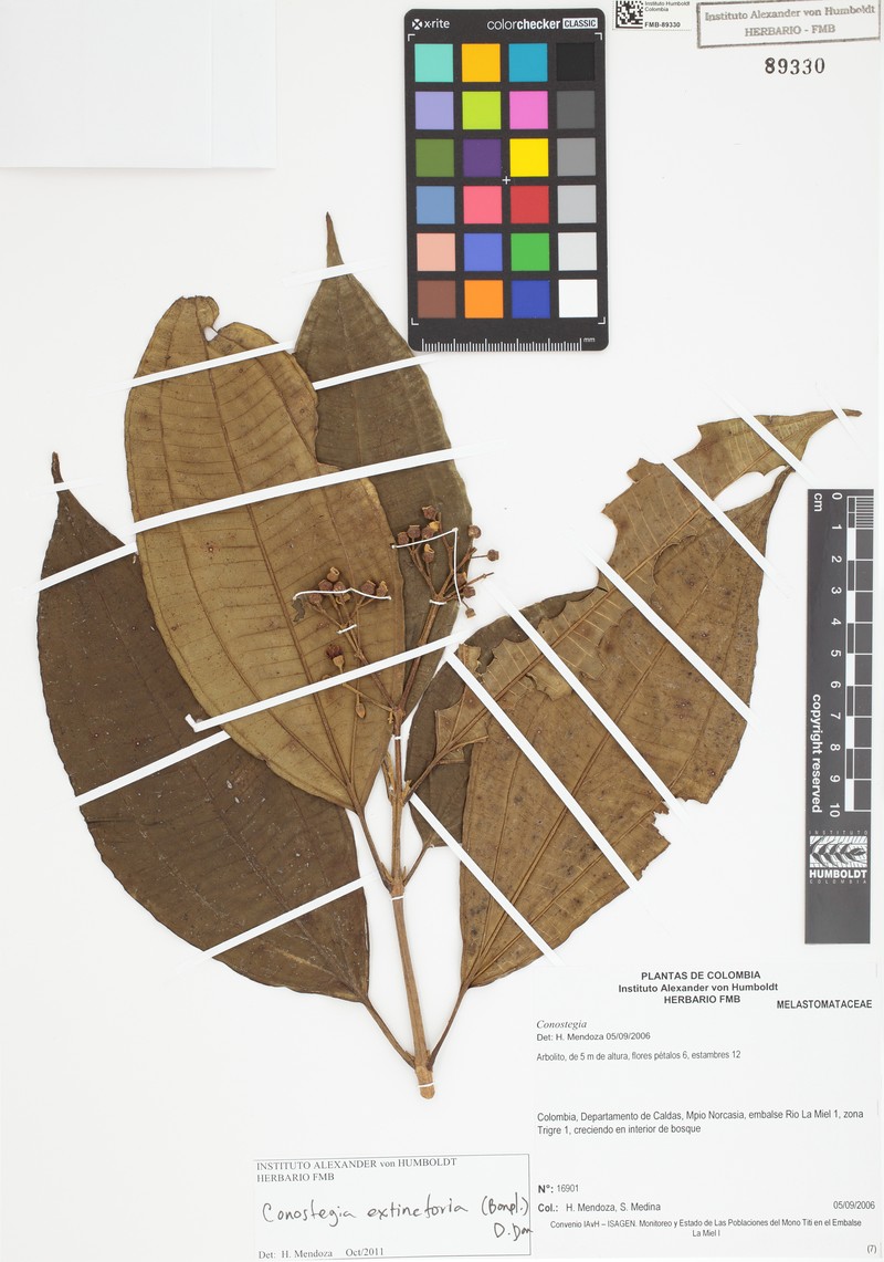 Miconia extinctoria photo 4