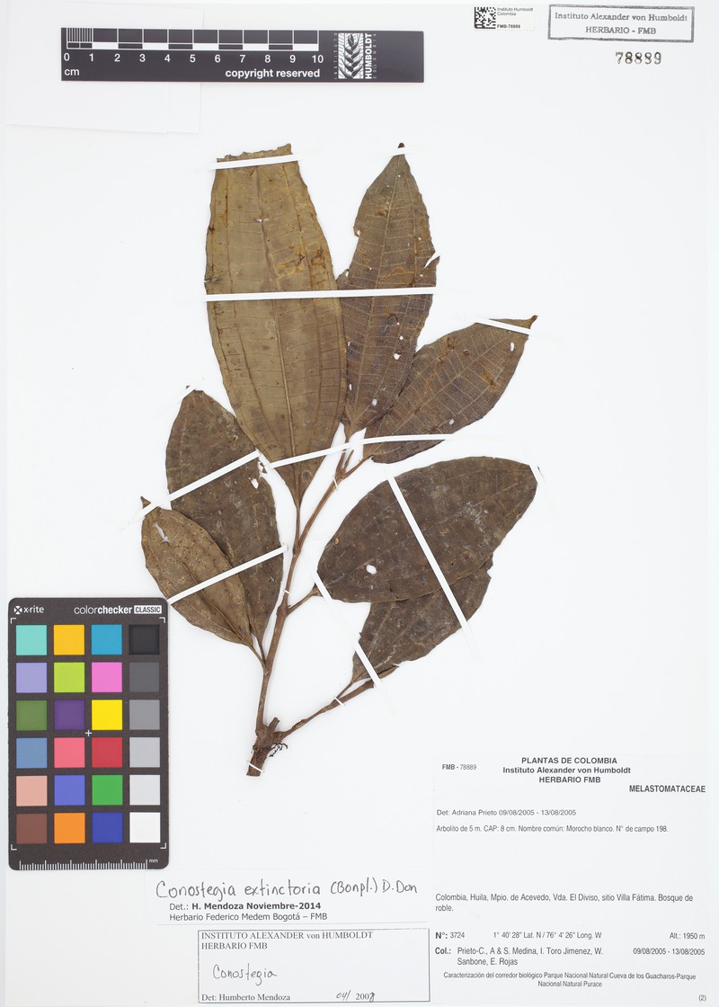 Miconia extinctoria photo 5