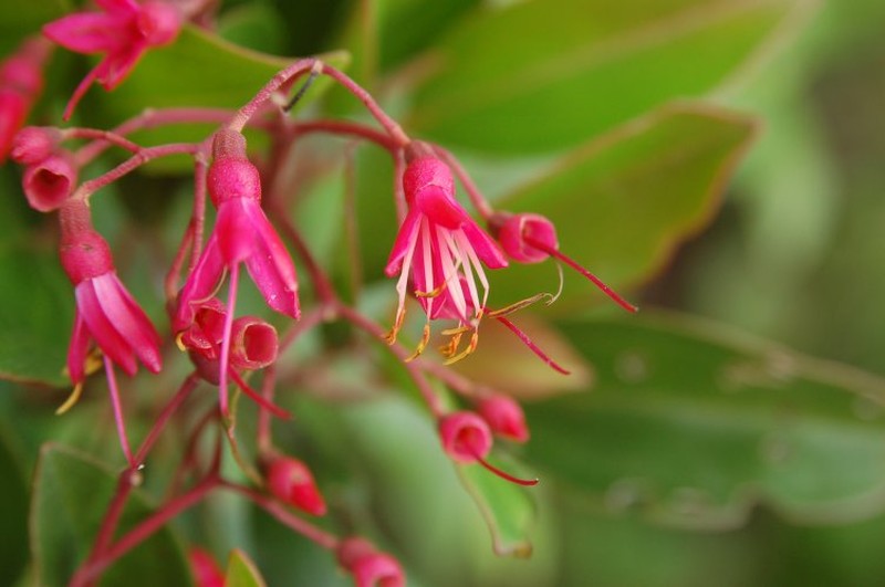 Miconia fadyenii
