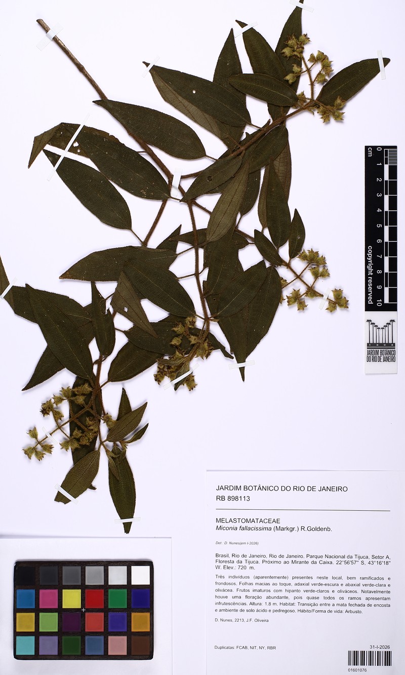 Miconia fallacissima