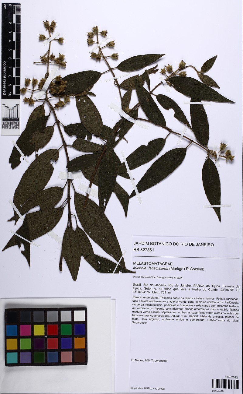 Miconia fallacissima photo 2