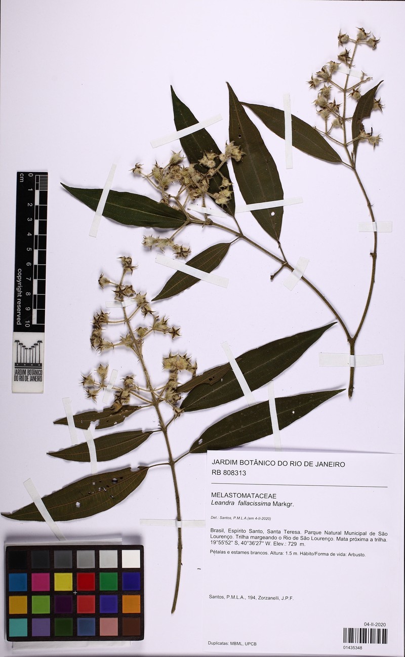 Miconia fallacissima photo 3