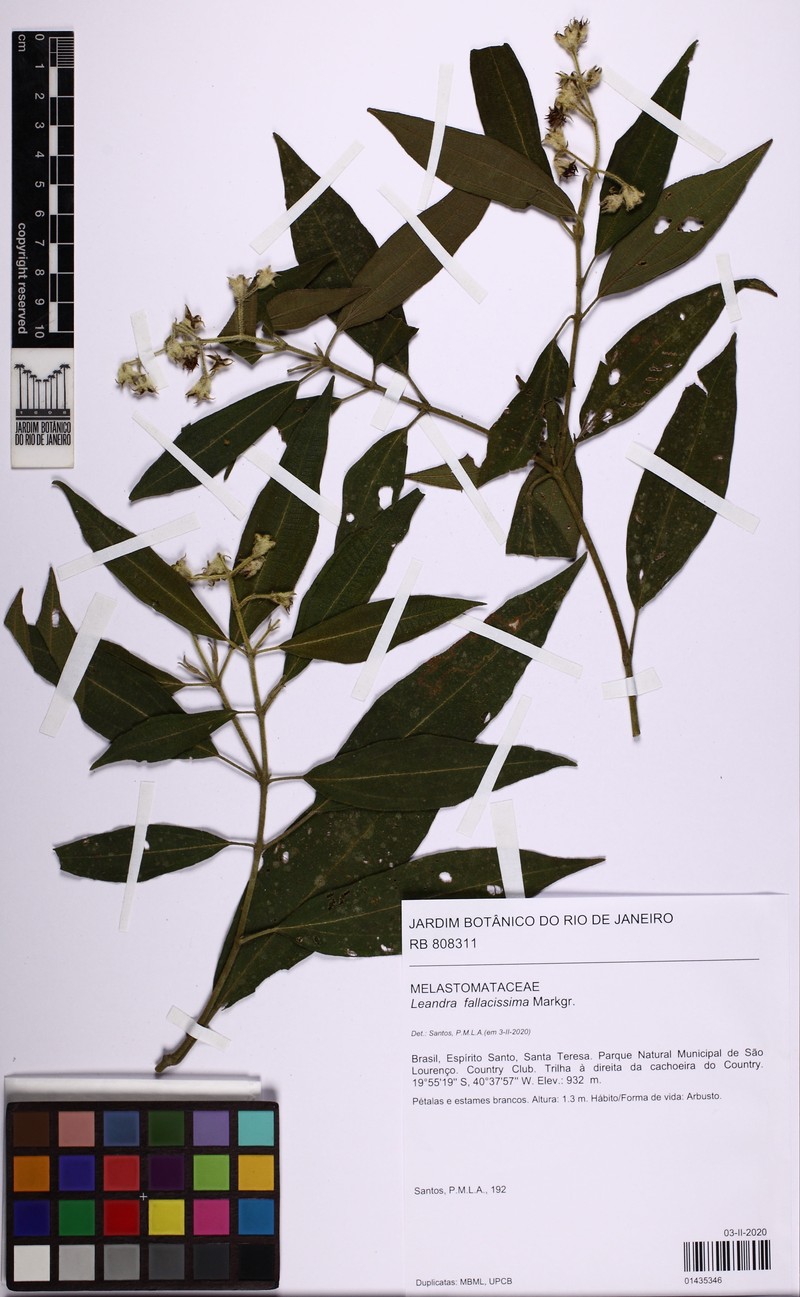 Miconia fallacissima photo 4