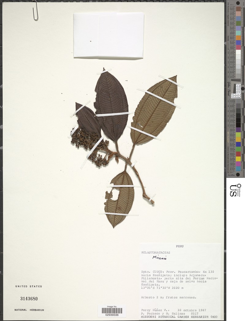Miconia farfanii