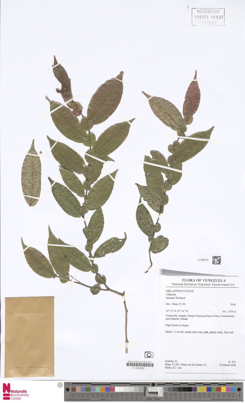 Miconia farinasii