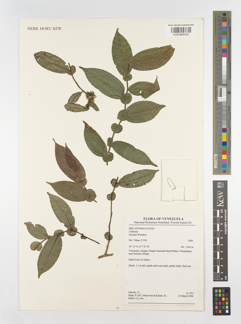 Miconia farinasii photo 2