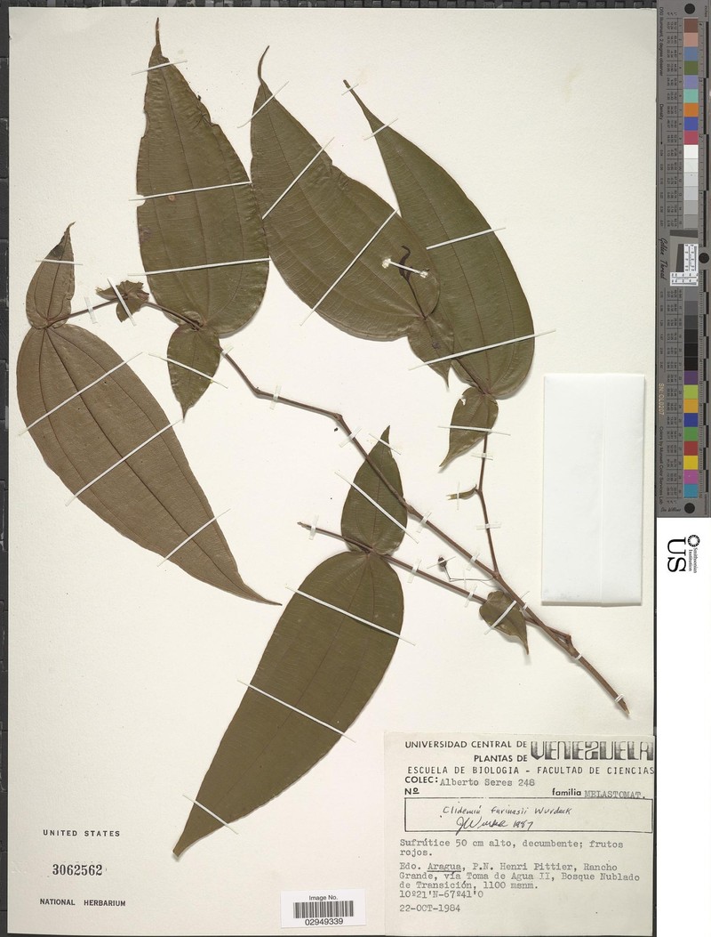 Miconia farinasii photo 3