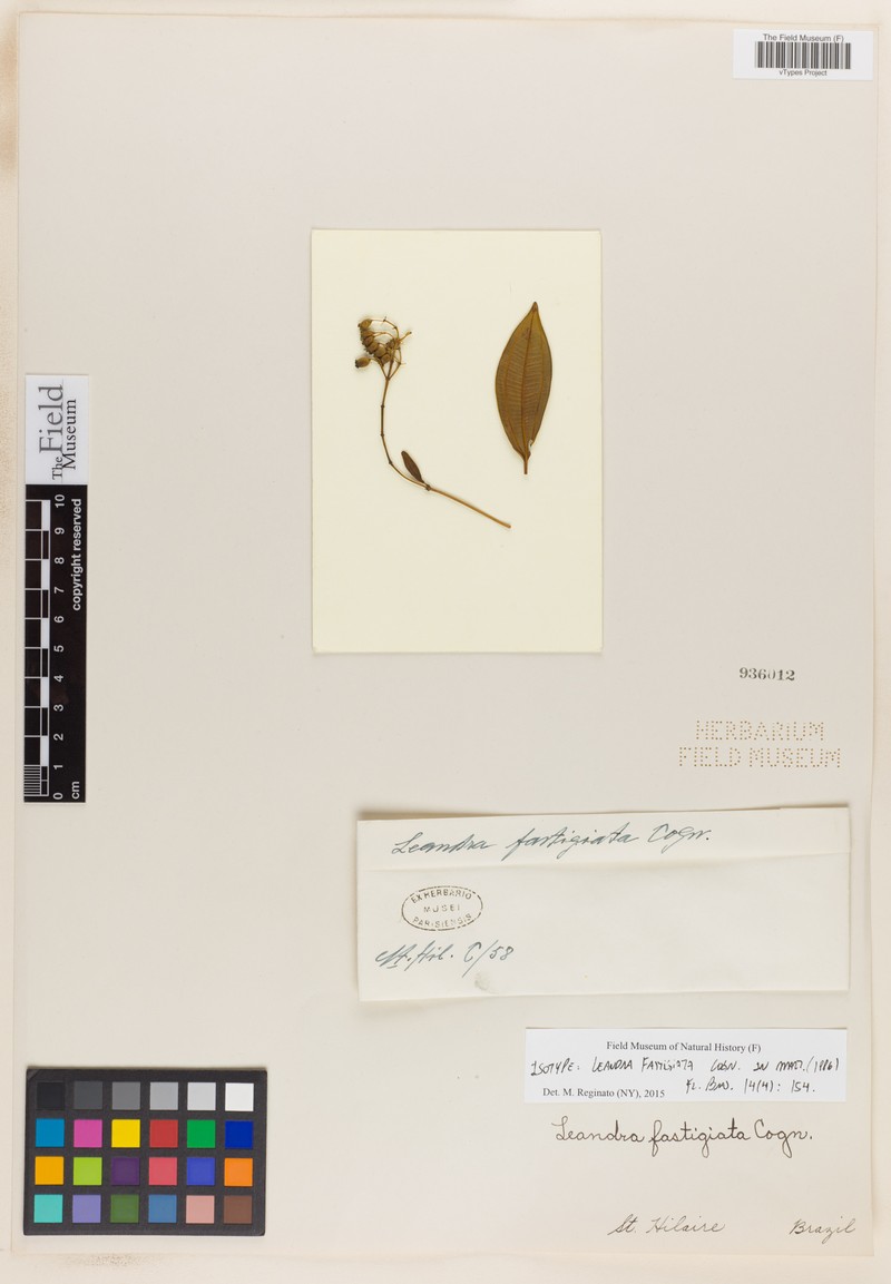Miconia fastigiata