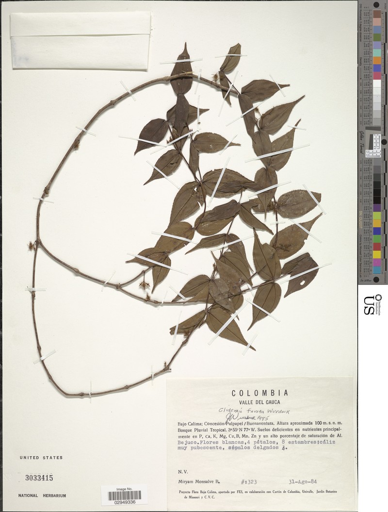 Miconia fausta
