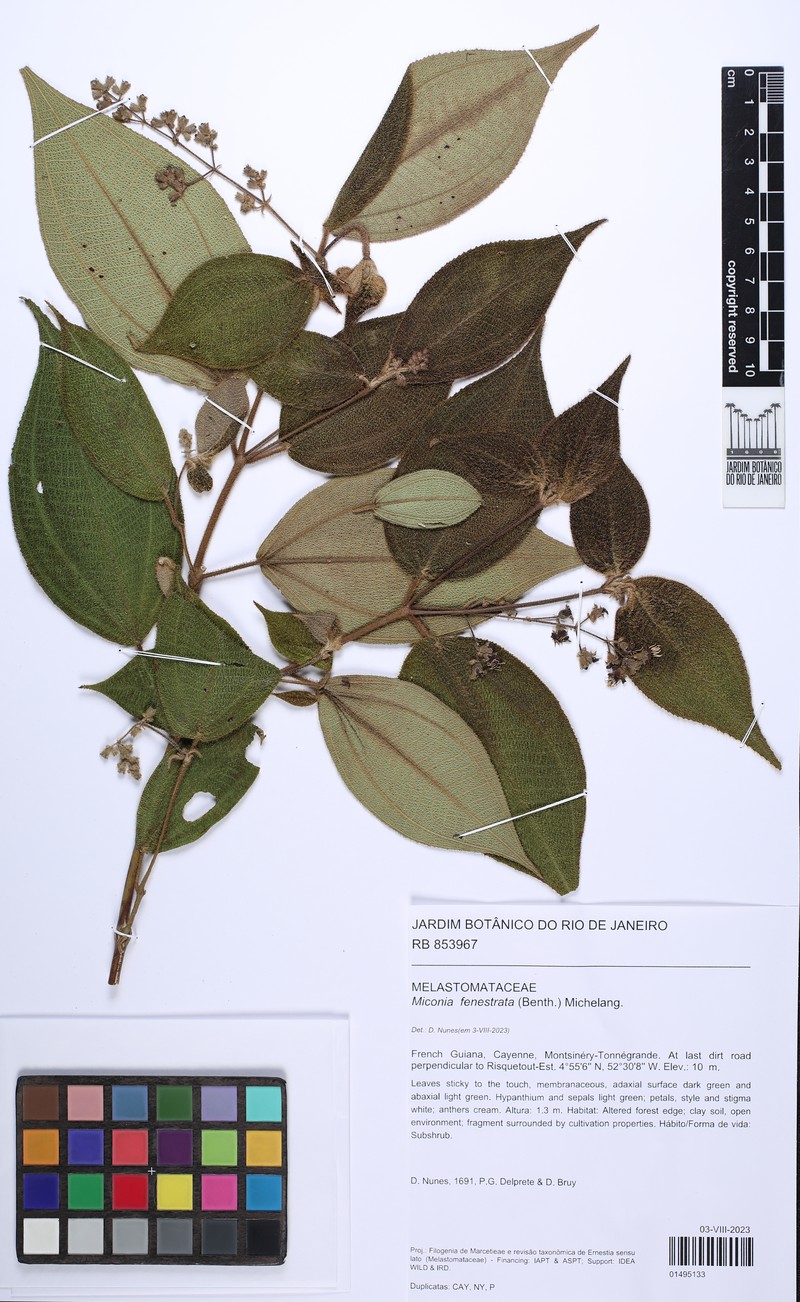 Miconia fenestrata