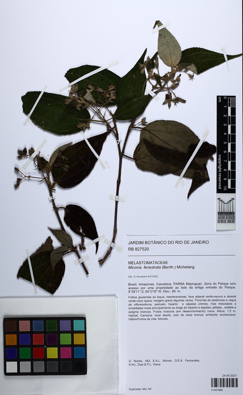 Miconia fenestrata photo 2