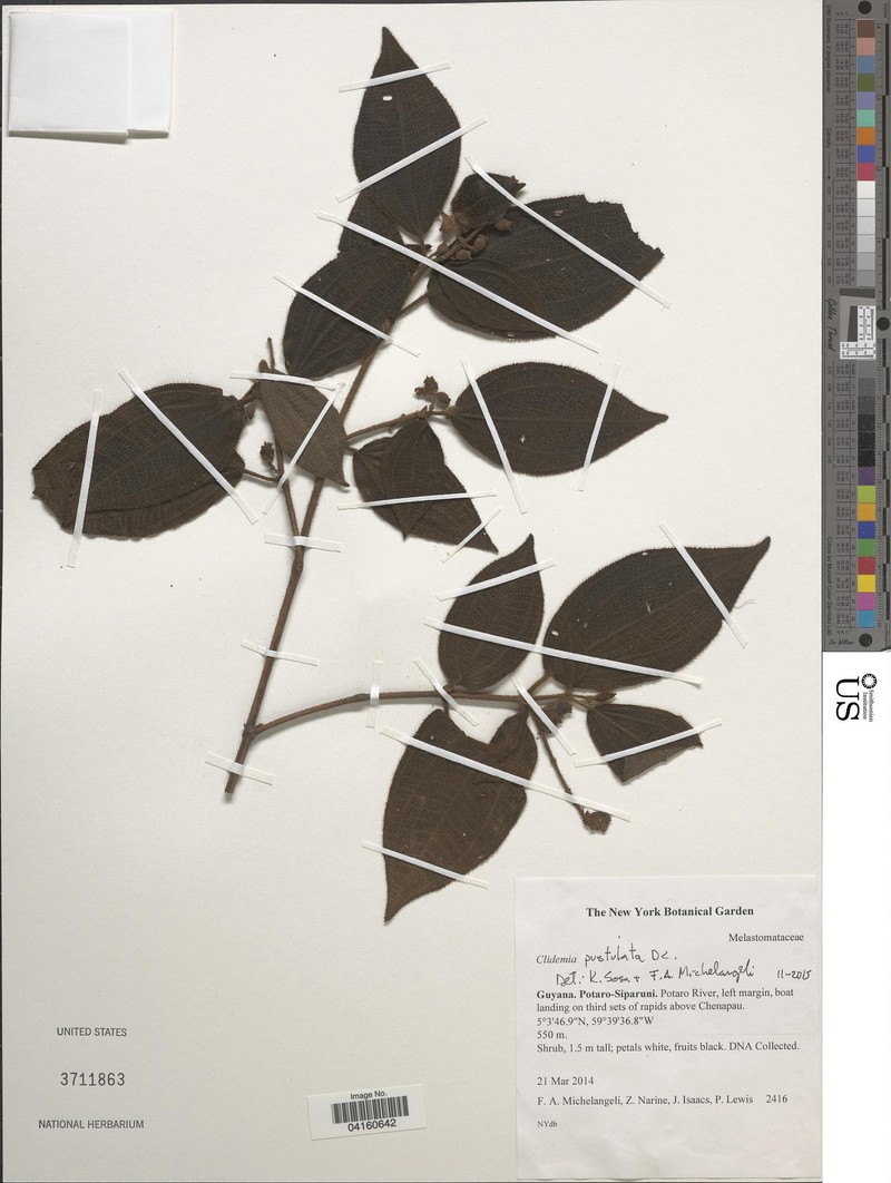Miconia fenestrata photo 3