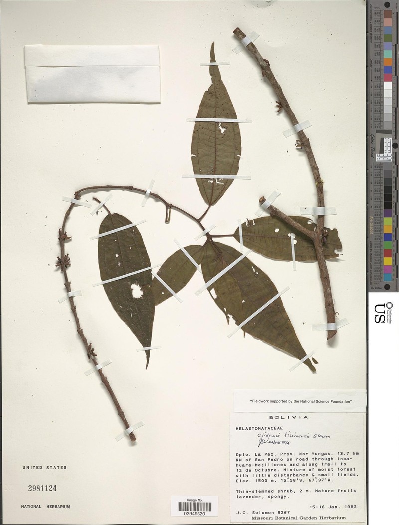 Miconia fissinervia