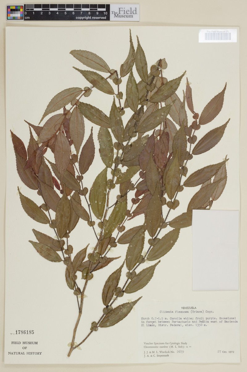 Miconia flexuosa