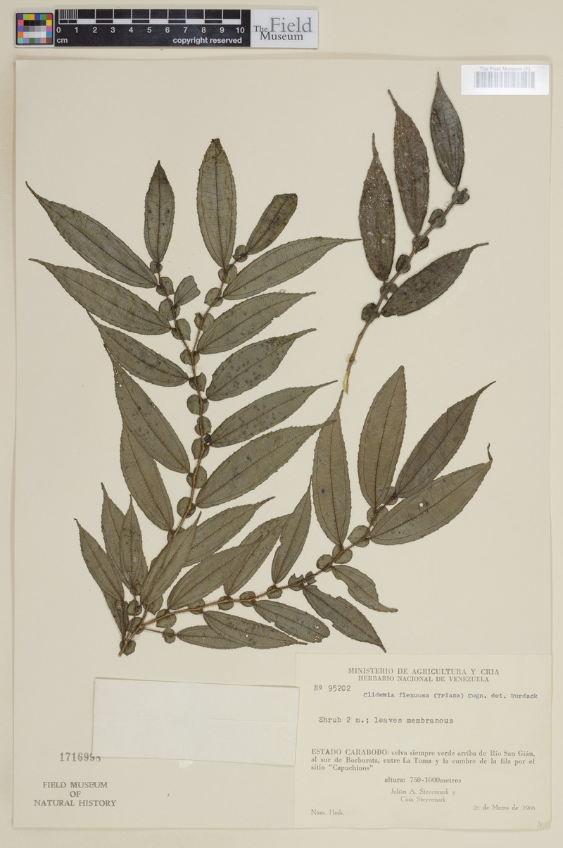 Miconia flexuosa photo 2