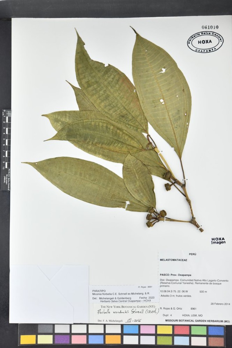Miconia florbella
