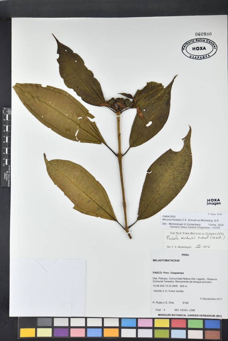 Miconia florbella photo 2