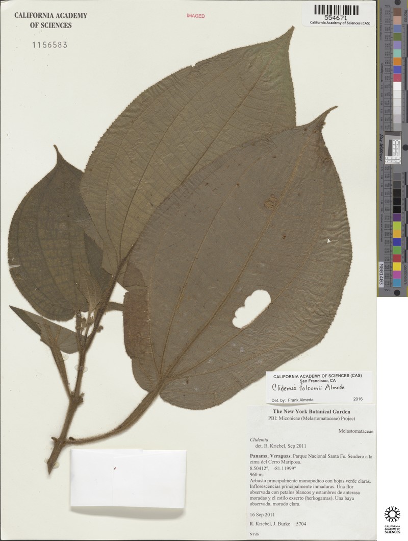 Miconia folsomii