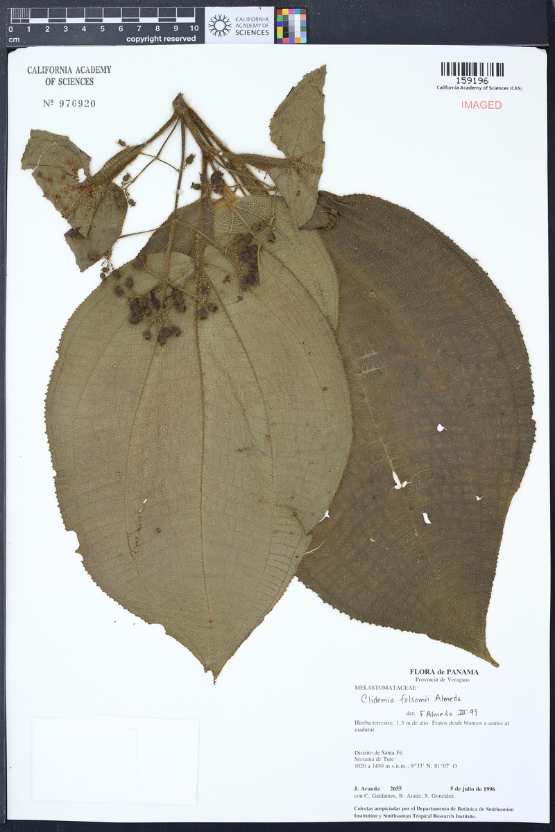 Miconia folsomii photo 2