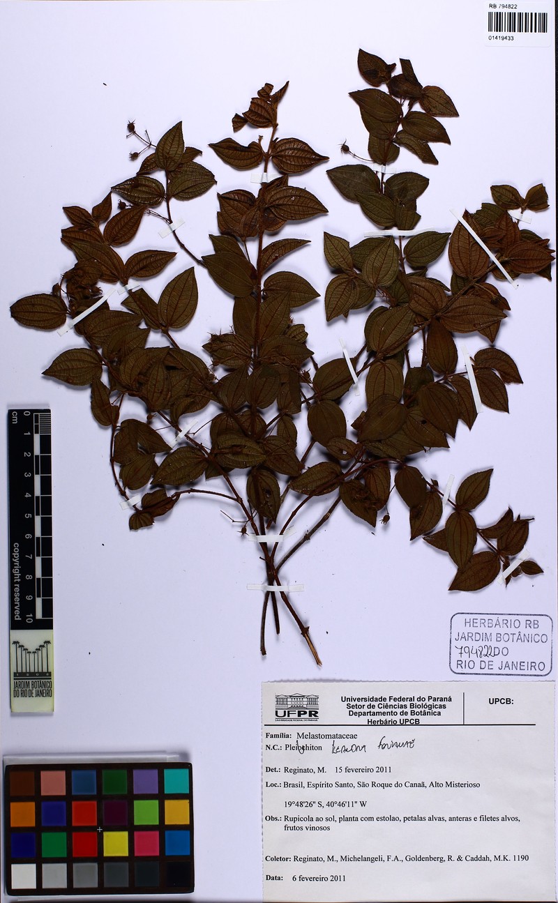 Miconia fontanae