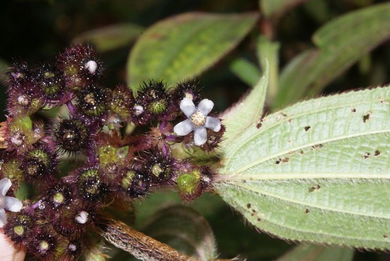 Miconia foreroi