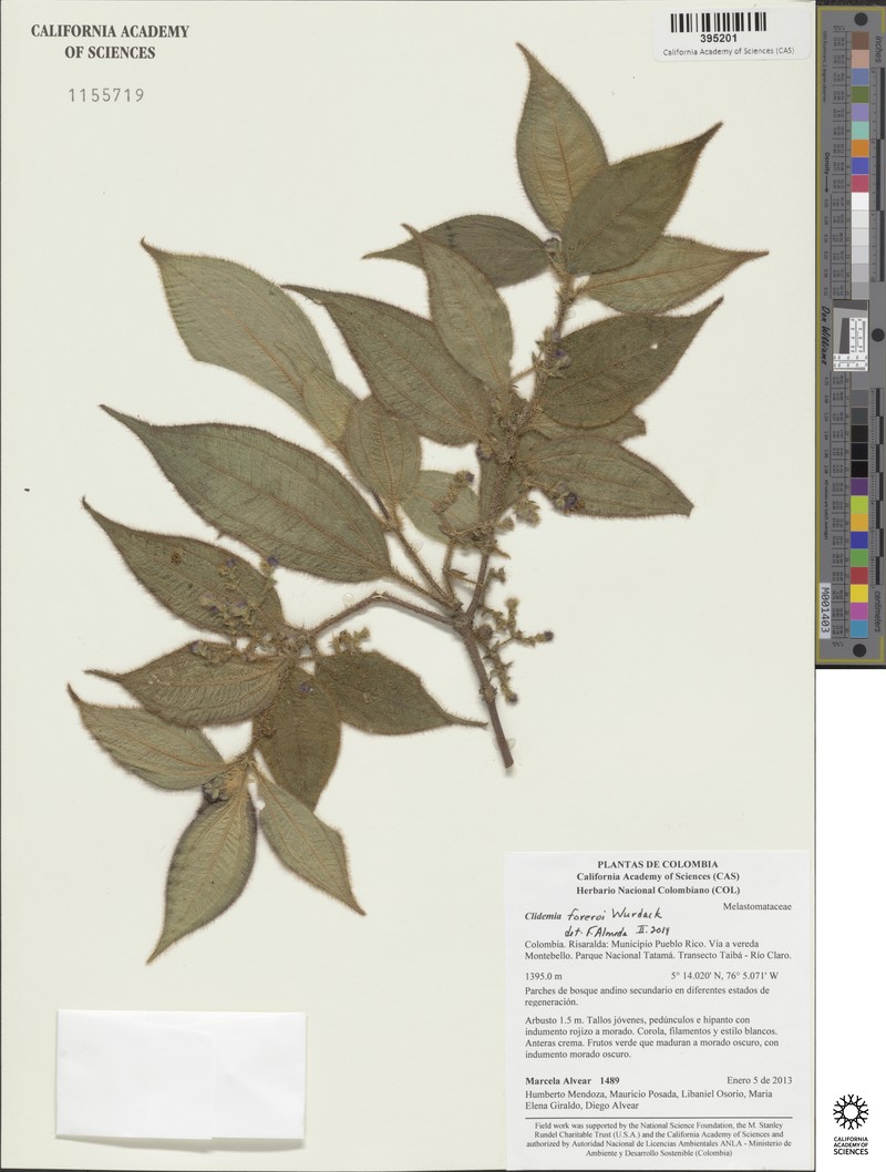 Miconia foreroi photo 2