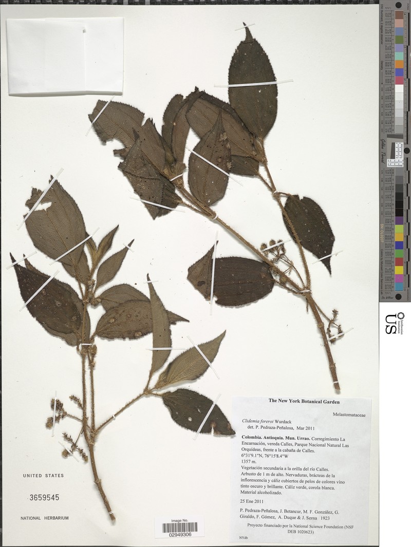 Miconia foreroi photo 3