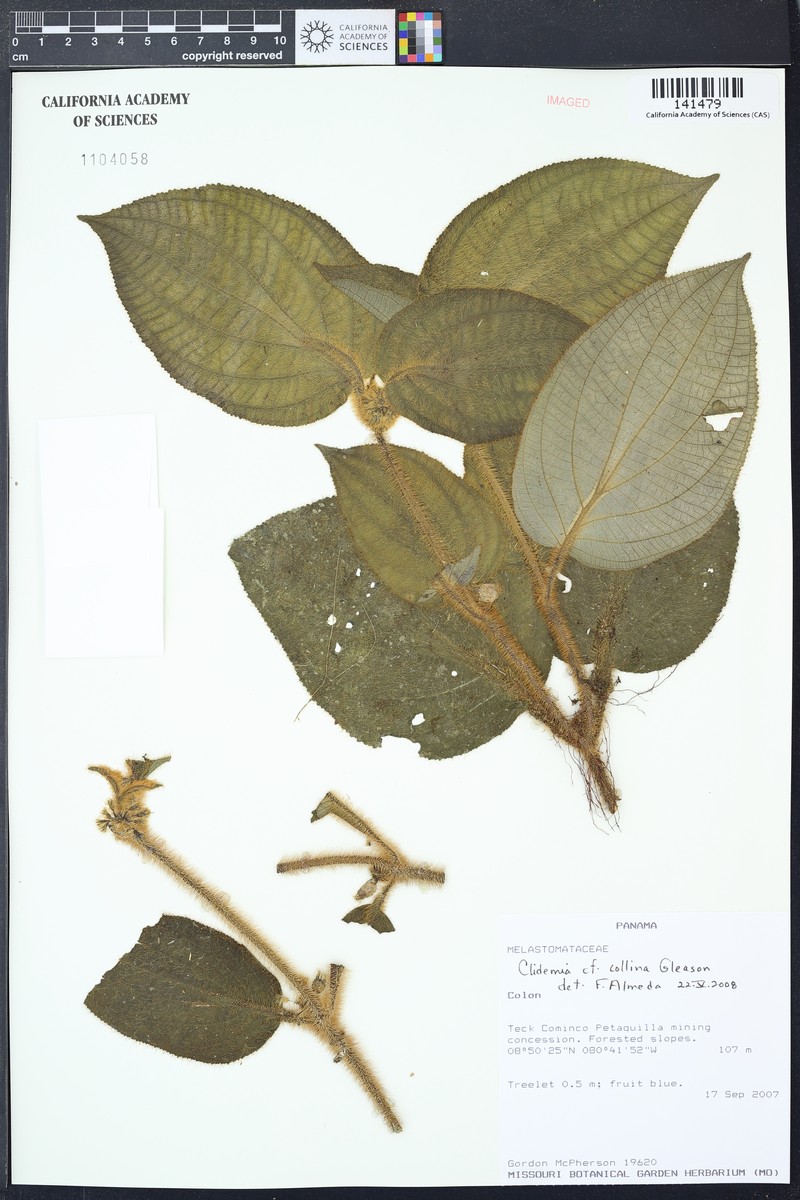 Miconia formicocollina